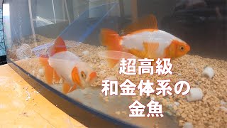 超高級 和金体系の 金魚