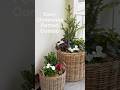 Easy Christmas Potted Garden DIY 🎄✨ #christmasgarden #pottedplants #smallgarden #diygarden