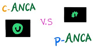 cANCA VS pANCA (Autoantibodies) | Autoimmune Diseases