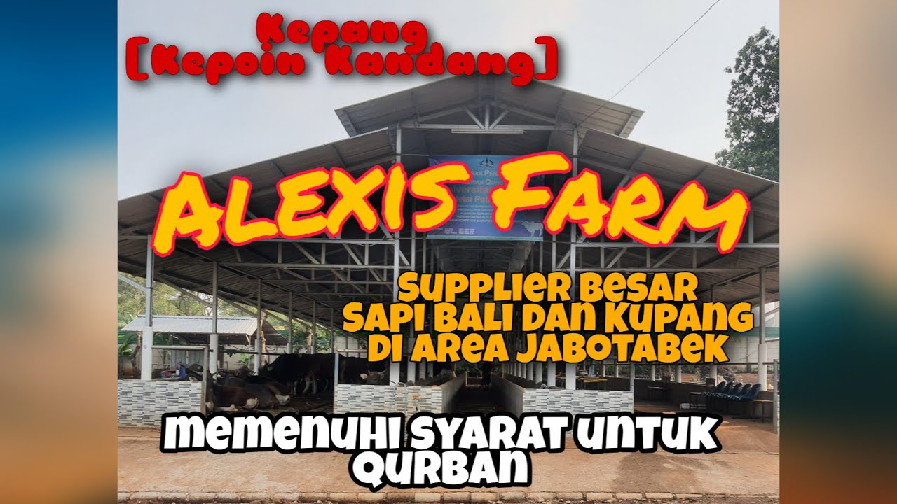 [LITERNA TV] - Kepoin Kandang Sapi Alexis Farm. Supplier Sapi Bali dan ...