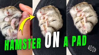 Hamster Sleeping on a Mouse Pad
