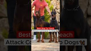 Best Way To Teach Attack Command To Dogs 🦮❗️