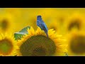 Indigo Bunting and Sunflowers