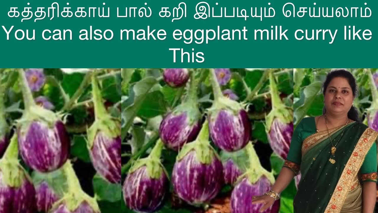 கத்தரிக்காய் பால் கறி இப்படியும் செய்யலாம்,You can also make eggplant milk curry like this