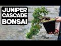 How to create a juniper cascade bonsai