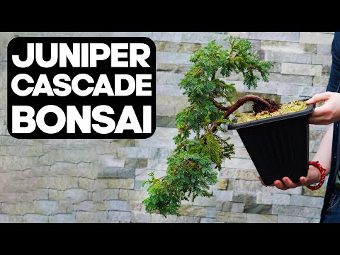 Video: Skyrocket Juniper Info - Tips för att odla Juniper 'Skyrocket' In The Garden