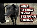 Дворняжка после бродячей жизни, нашла свой дом и стала самой преданной и культурной собакой в Питере