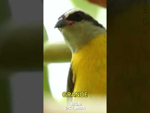 SEBITE: O Gênio que constrói 2 NINHOS! #Shorts #Sebite #CoerebaFlaveola