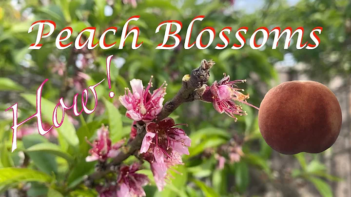 Peach Blossoms - DayDayNews