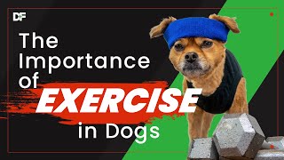 The Importance of Exercise in our Dogs