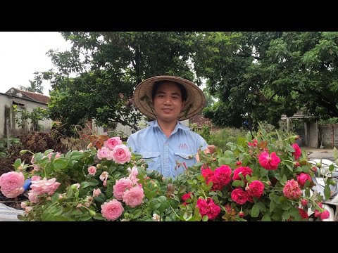 Video: Tìm hiểu thêm về các vấn đề thường gặp với hoa Impatiens