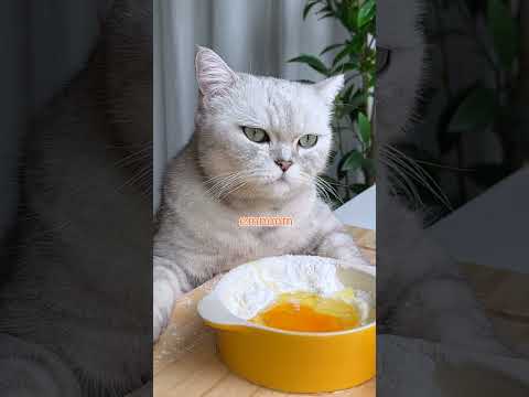 Cat Cooking Show Do You Like Spicy Rice Cakes Korean Street Food Cute Cat TikTok Shorts Cat Cooking Show Do You Like Spicy Rice Cakes Korean Street Food Cute Cat TikTok Shorts