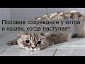 Половое созревание у котов и кошек: когда наступает