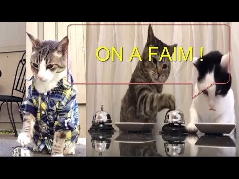 Chats Reclament A Manger Avec Une Sonnette Incroyable Youtube