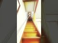 ズッコケぷるたん #shorts #ぷるたん #funnyanimals #面白い動物 #fail #blender #vfx