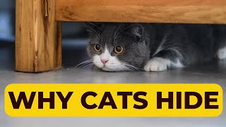 Why Do Cats Hide? Exploring the Fascinating World of Cat Hideaways