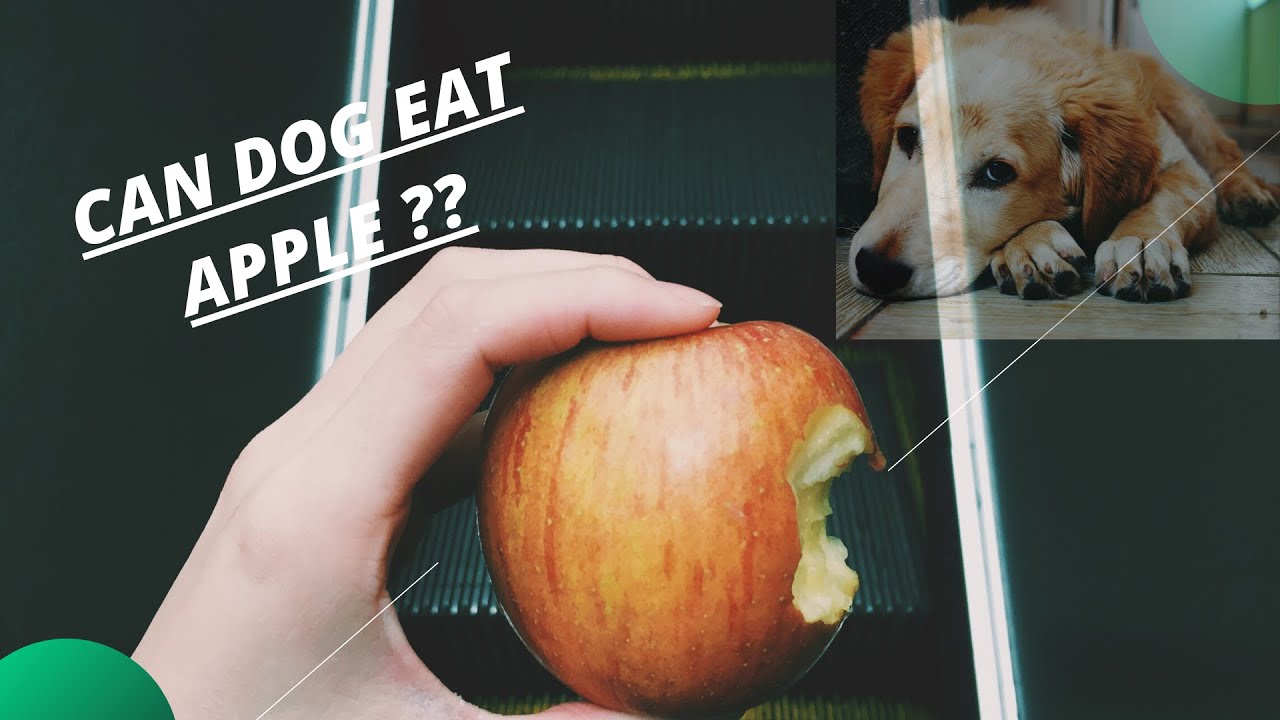 ?Советы и советы «Может ли собака есть яблоко» ?