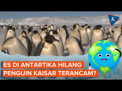 Video: Mengapa penguin magellan terancam punah?