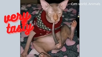 The Best FUNNY And CUTE Cat Videos Compilation - Funny Cats. Part 3