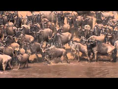 Gnu Crossing am Mara River  -  wildebeest crossing at the Mara-River