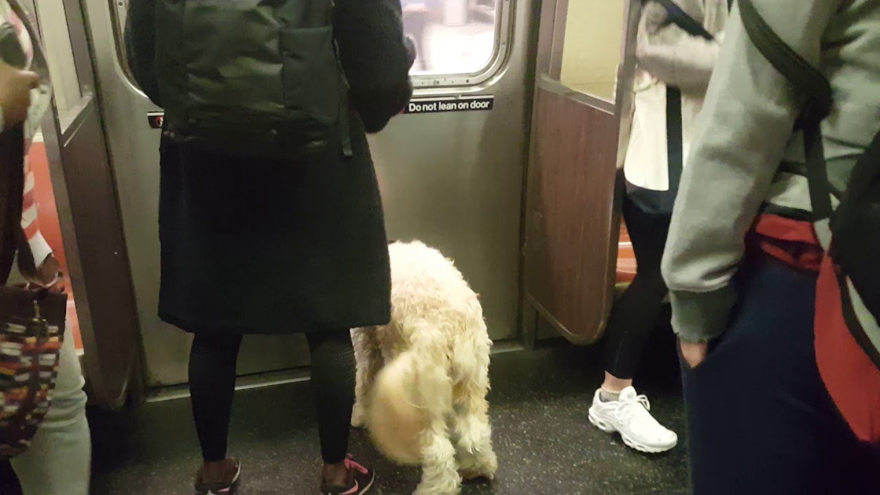 Dogs riding in New York City trains