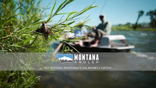 Fly Fishing Montana's Salmonfly Hatch