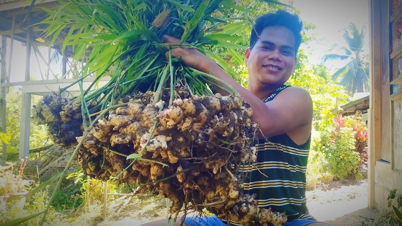 Ginger in the Backyard Harvest | Tips on Growing Ginger in the Backyard | Warrior Bros. Farms