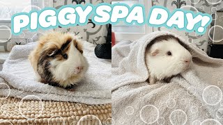 PIGGY SPA DAY!  HOW TO BATHE YOUR GUINEA PIGS