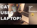 CAT KNOWS HOW TO USE LAPTOP | CAT USING SPREADSHEETS | CATS RUN ON LARGE HAMSTER WHEEL! 😹COMPILATION