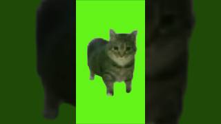 oo ee a e a Cat Green Screen #shorts #meme #catviral