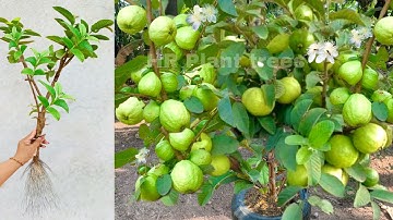 Unique Technique Growing Guava Tree with chicken egg and Aloe Vera / How to Grow guava Tree fruit