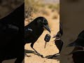 #ravens #crow #birds #black #stonetemplepilots #keys #desert