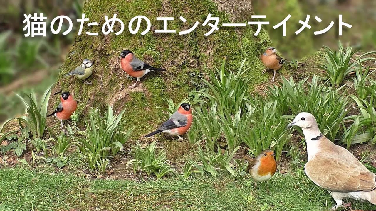 猫のためのテレビをリラックス 🐈 私の猫をリラックス