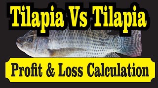 Tilapia Vs Tilapia - Kisi Ko Profit - Kisi Ko Loss | Aaisa Kyu Hota Hai | Calculations