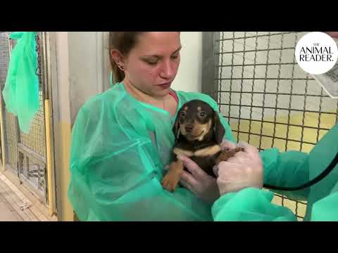 Illegal puppy trade in Europe: 101 puppies rescued in Germany  I Animal News