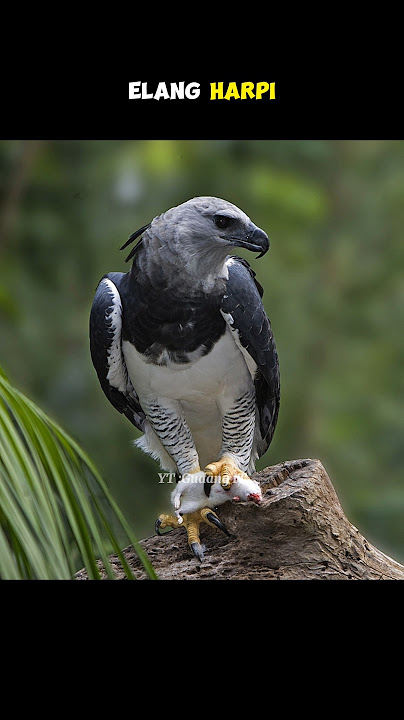 INILAH ELANG TERHEBAT DI BERBAGAI NEGARA #gudangit #shorts