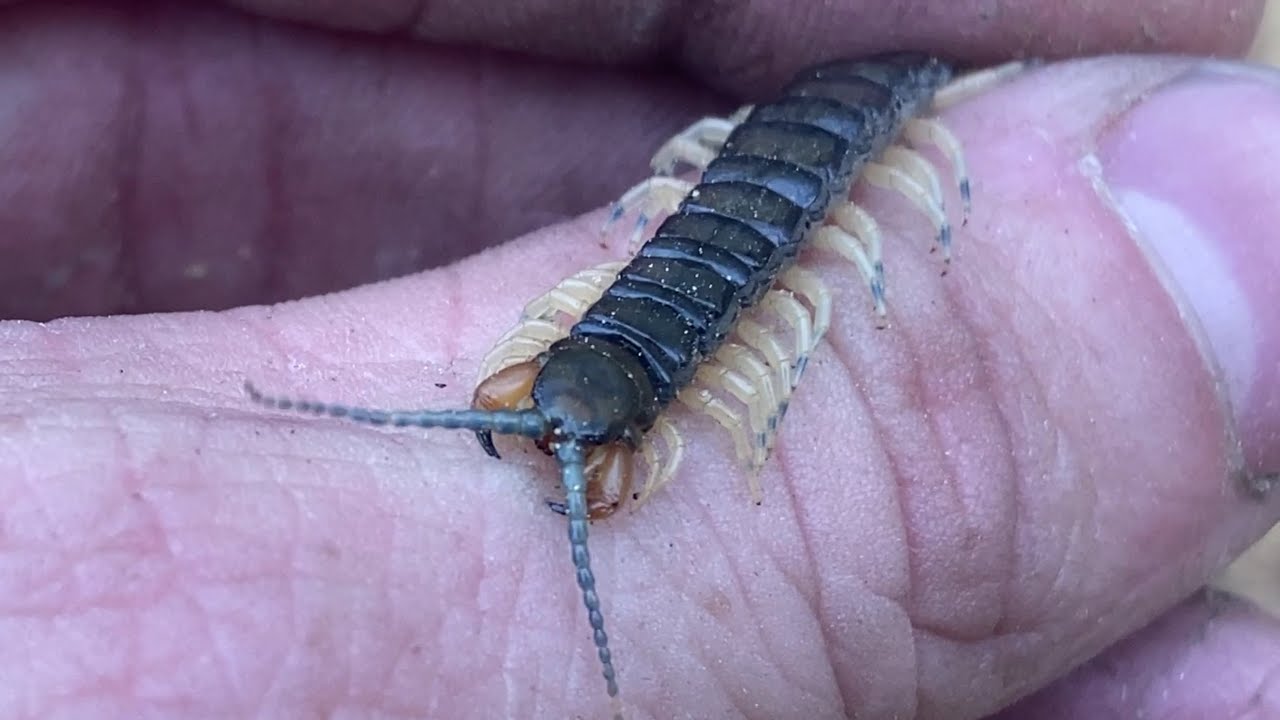Bark Centipede!