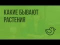 Какие бывают растения. Видеоурок по окружающему миру 2  класс