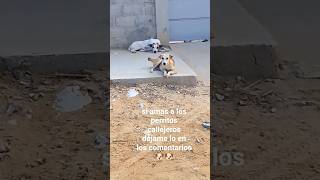 #mascotas #gatos #callejero #abandonado #rescate #chor #istorias #perritos #humor #animal #pets 🐶🐶