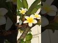 Jee Na Lage Bin Tere Yaara💐Most Beautiful Garden 4K #shorts #garden #nature #viralshort #flowers