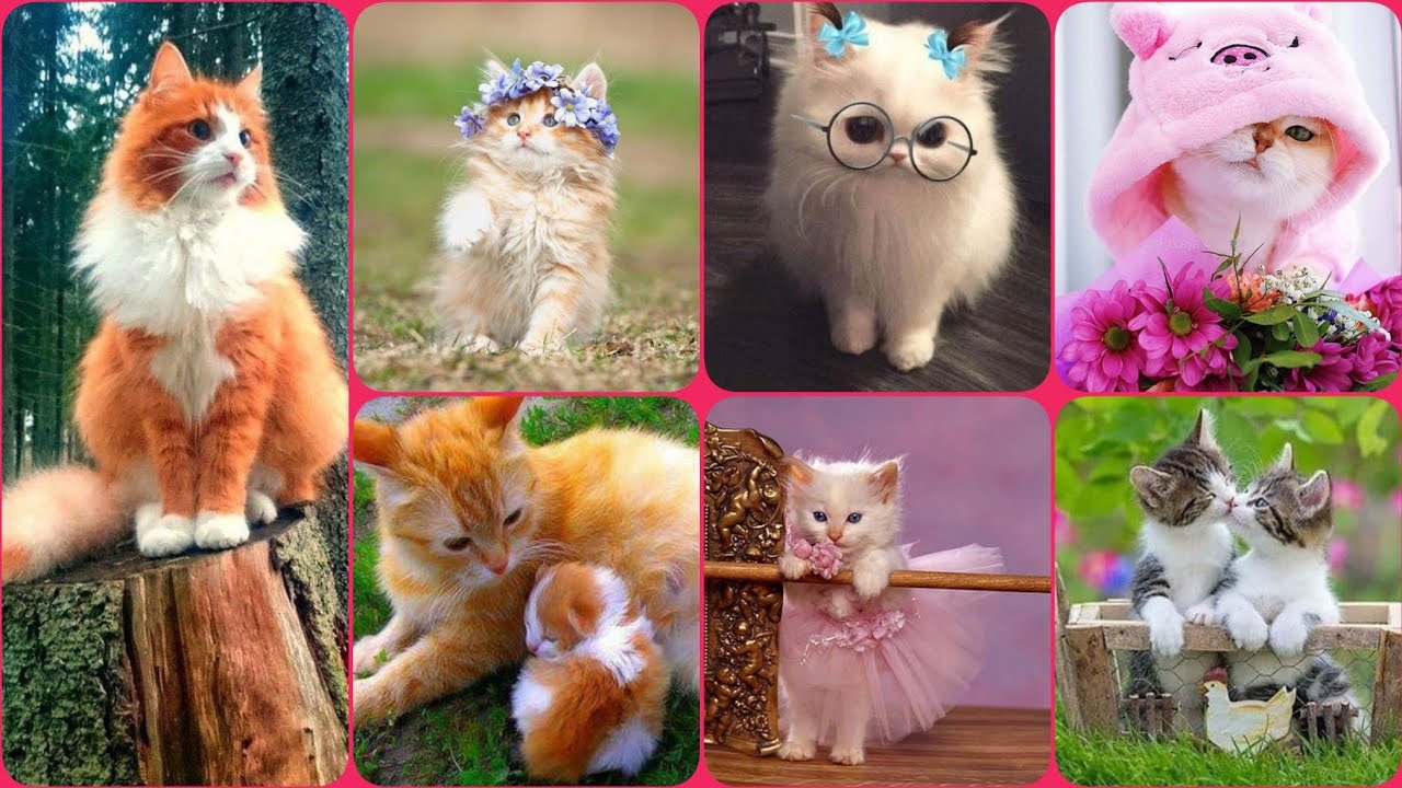 Cute cat Dp images || cat wallpaper dp || Dpz pics || whatsapp Dp ...