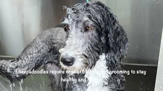 Top 8 Sheepadoodle Grooming Tips/Facts Puppies & Adult Dogs by Jack Armour 1,121 views 11 months ago 1 minute, 16 seconds