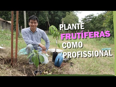 Vídeo: Tratamento de inverno para árvores frutíferas - Como cuidar de árvores frutíferas no inverno