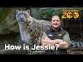 Jessie the snow leopard update   hertfordshire zoo