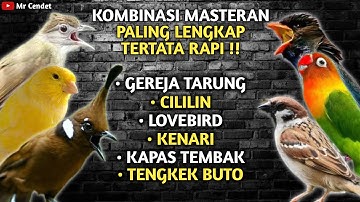 KOMBINASI MASTERAN TEMBAKAN GEREJA TARUNG, CILILIN, LOVEBIRD, KENARI, KAPAS TEMBAK, TENGKEK BUTO !!
