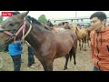 Өзгөн жылкы базары 🐎! Жылкы базар кандай болду? 23.05.2021 @Бай ТВ