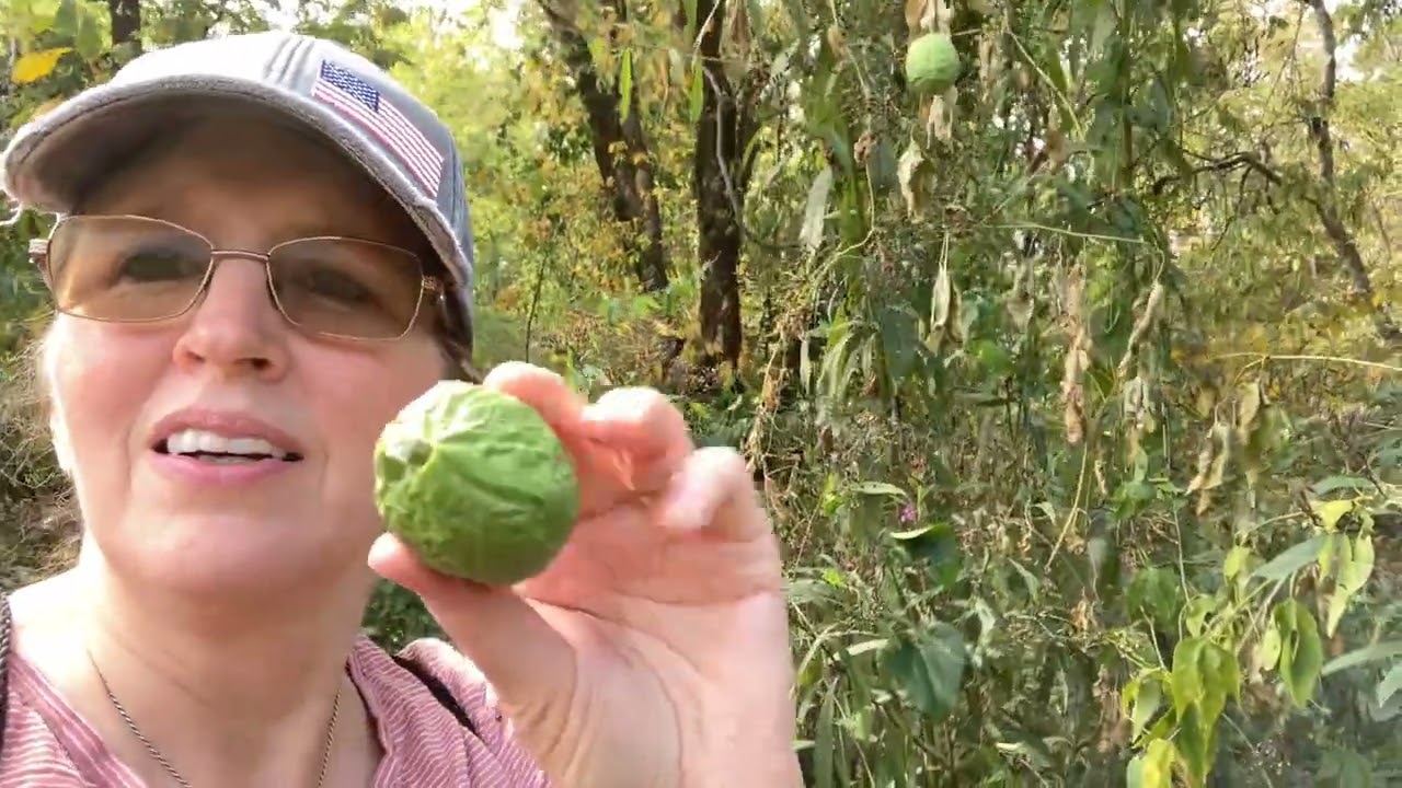 An Interview with Maypop (Passion Flower Seedpod) 