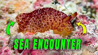 Sea Nudibranch Filmed Up-Close While Slowly Advancing