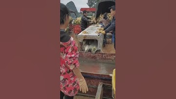 Radish peeling machine! #machines #shorts