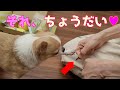 DoggyBoxの美味しい食べ物にたまらず興奮→回転し、催促しまくるスムースチワワ犬の様子🐶
